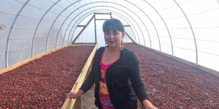 Small-scale producers in Central America build solar dryers to preserve and improve coffee quality