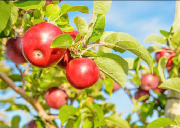 ST. KITTS DEPARTMENT OF AGRICULTURE EXPERIMENTING WITH GROWING CANADIAN RED APPLES