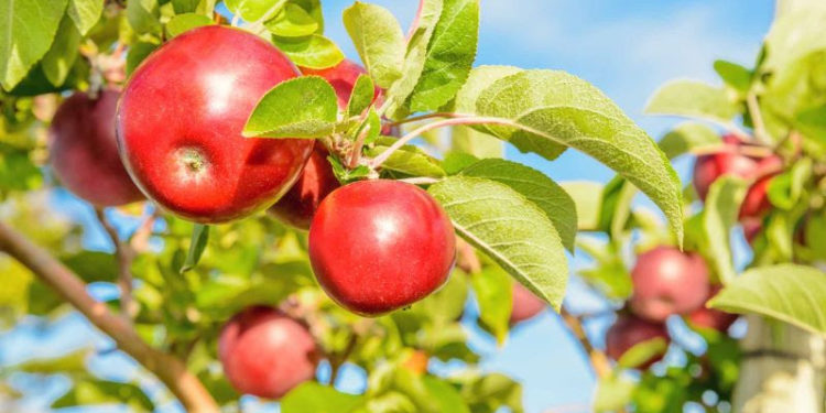 ST. KITTS DEPARTMENT OF AGRICULTURE EXPERIMENTING WITH GROWING CANADIAN RED APPLES
