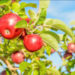ST. KITTS DEPARTMENT OF AGRICULTURE EXPERIMENTING WITH GROWING CANADIAN RED APPLES