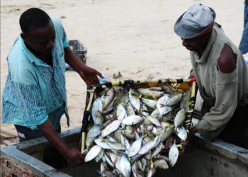 FISHERFOLK AND FARMERS TO BE ALLOWED TO ENGAGE IN THEIR TRADE DURING PARTIAL CURFEW DAYS