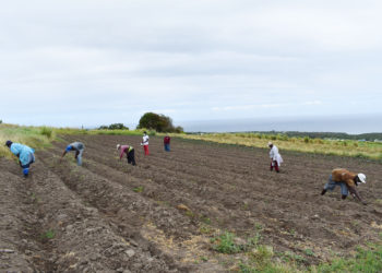 STEP contributing to food security in Federation’s fight against Covid-19