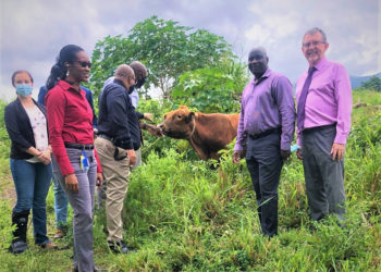 ROSS UNIVERSITY SCHOOL OF VETERINARY MEDICINE CONTRIBUTES TO LIVESTOCK SECTOR IN ST. KITTS & NEVIS