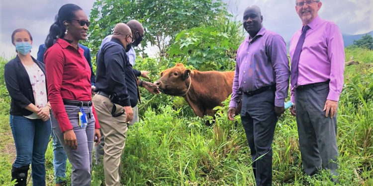 ROSS UNIVERSITY SCHOOL OF VETERINARY MEDICINE CONTRIBUTES TO LIVESTOCK SECTOR IN ST. KITTS & NEVIS