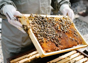US$50,000 GRANT AVAILABLE TO ESTABLISH OR EXPAND BEEKEEPING IN ST. KITTS AND NEVIS