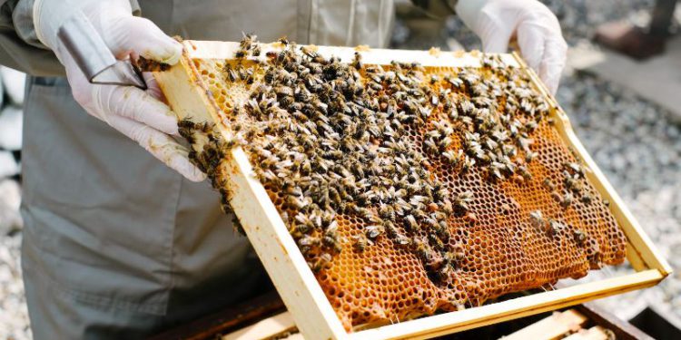 US$50,000 GRANT AVAILABLE TO ESTABLISH OR EXPAND BEEKEEPING IN ST. KITTS AND NEVIS