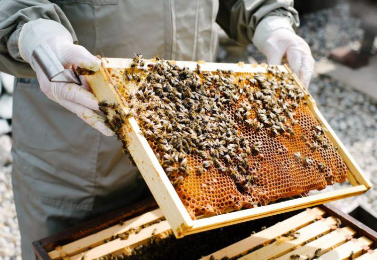 US$50,000 GRANT AVAILABLE TO ESTABLISH OR EXPAND BEEKEEPING IN ST. KITTS AND NEVIS