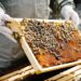 US$50,000 GRANT AVAILABLE TO ESTABLISH OR EXPAND BEEKEEPING IN ST. KITTS AND NEVIS