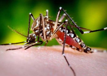 CMO LAWS CALLS ON RESIDENTS TO HELP KEEP ST. KITTS AND NEVIS DENGUE FREE
