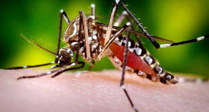 CMO LAWS CALLS ON RESIDENTS TO HELP KEEP ST. KITTS AND NEVIS DENGUE FREE