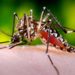 CMO LAWS CALLS ON RESIDENTS TO HELP KEEP ST. KITTS AND NEVIS DENGUE FREE