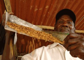 Trinidad and Tobago cooperative to launch a new brand of rice with the support of IICA