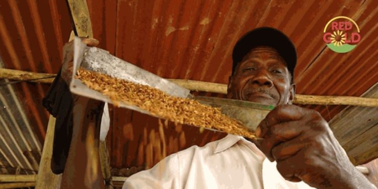 Trinidad and Tobago cooperative to launch a new brand of rice with the support of IICA