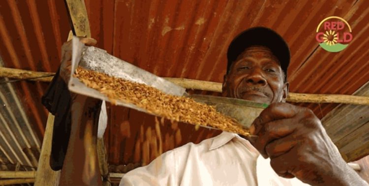 Trinidad and Tobago cooperative to launch a new brand of rice with the support of IICA