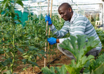 Caribbean countries and IICA will collaborate to develop climate-resilient and low-emission agriculture