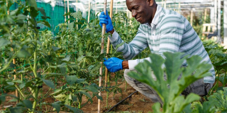 Caribbean countries and IICA will collaborate to develop climate-resilient and low-emission agriculture