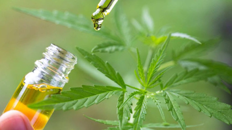 CABINET APPROVES FORMATION OF BOARD TO GIVE DIRECTION TO THE MEDICINAL CANNABIS AUTHORITY