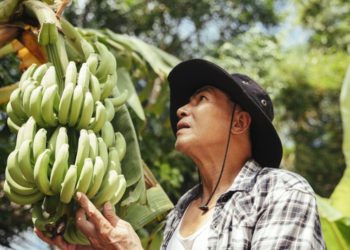 Experts call for coordinated actions to contain the pandemic threatening bananas