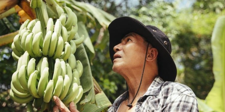 Experts call for coordinated actions to contain the pandemic threatening bananas