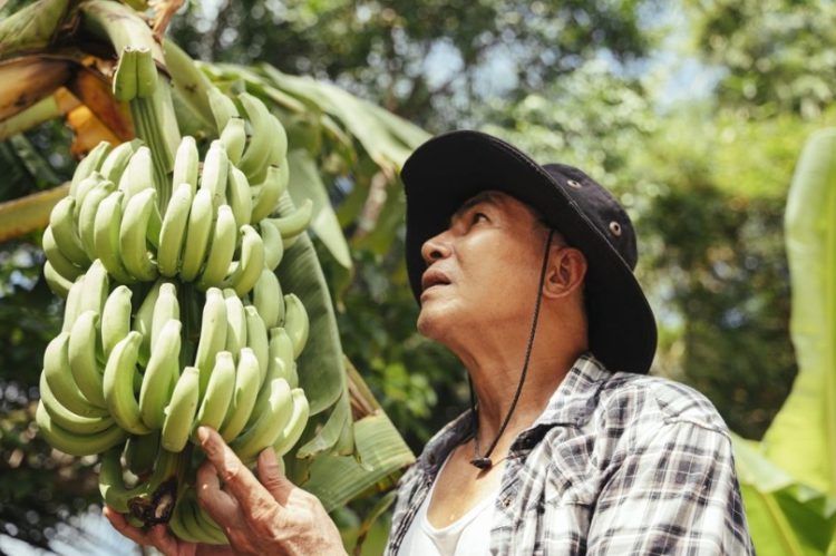 Experts call for coordinated actions to contain the pandemic threatening bananas