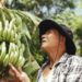 Experts call for coordinated actions to contain the pandemic threatening bananas