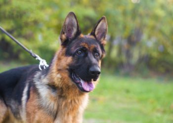 MEDICAL CHIEF OF STAFF EXPLAINS THE USE OF DOGS IN TRACKING RESPIRATORY ILLNESSES