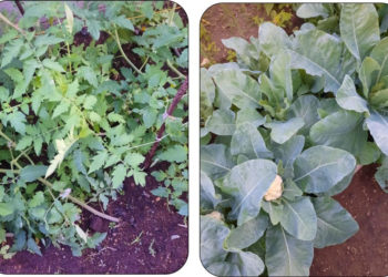 MINISTRY OF AGRICULTURE PRODUCES MULTIPURPOSE SUPER ORGANIC COMPOST TO BOOST CROPS