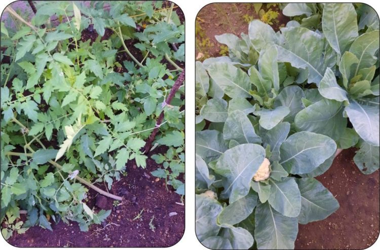 MINISTRY OF AGRICULTURE PRODUCES MULTIPURPOSE SUPER ORGANIC COMPOST TO BOOST CROPS