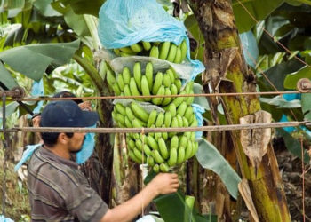 A Global Alliance will join forces to fight against a fungus threatening banana crops