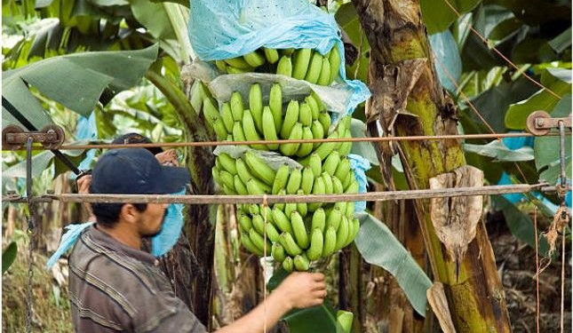 A Global Alliance will join forces to fight against a fungus threatening banana crops