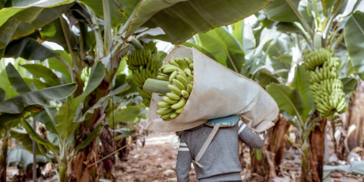 Bananas: a key crop for food security that is under threat