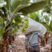 Bananas: a key crop for food security that is under threat