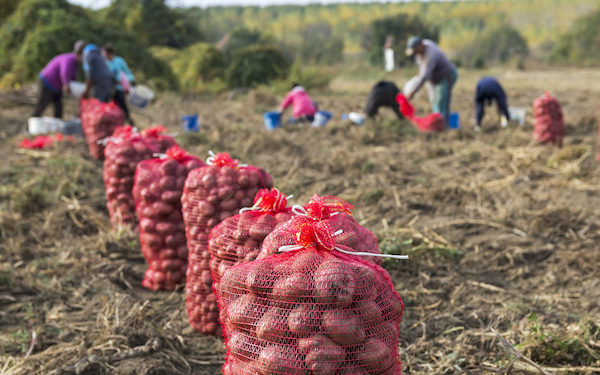 Canada reviews quarantine requirements for Temporary Foreign Workers (TFWs)