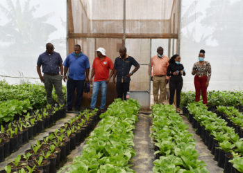 STEP Director Greene visits businesses hosting STEP interns in Nevis