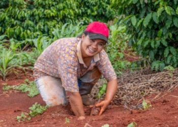 PROCAGICA: a team effort benefitting Central American coffee farmers