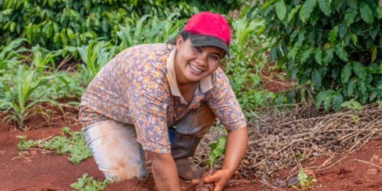 PROCAGICA: a team effort benefitting Central American coffee farmers