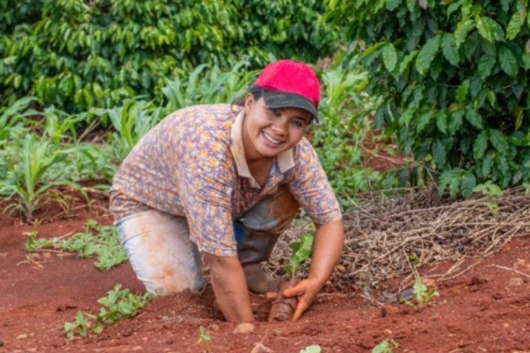 PROCAGICA: a team effort benefitting Central American coffee farmers