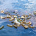TWELVE CARIBBEAN COUNTRIES HAVE SINCE BANNED SINGLE-USE PLASTICS