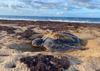 A Truly Remarkable Leatherback Journey