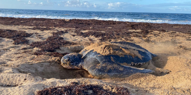 A Truly Remarkable Leatherback Journey