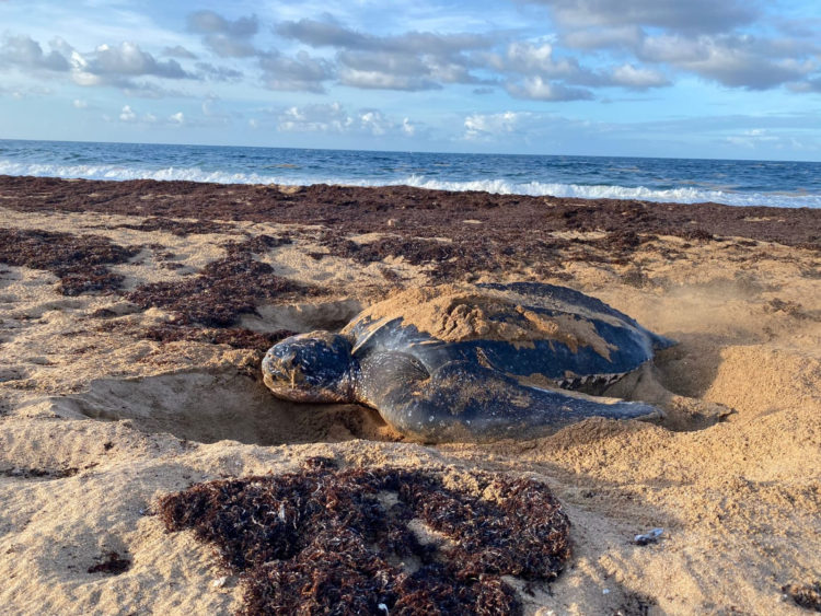 A Truly Remarkable Leatherback Journey