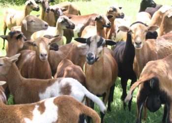 OVERALL LIVESTOCK PRODUCTION INCREASES BY 66 PERCENT; MINISTRY OF AGRICULTURE & FARMERS HIGHLY PRAISED