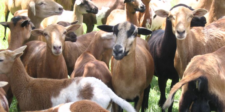 OVERALL LIVESTOCK PRODUCTION INCREASES BY 66 PERCENT; MINISTRY OF AGRICULTURE & FARMERS HIGHLY PRAISED