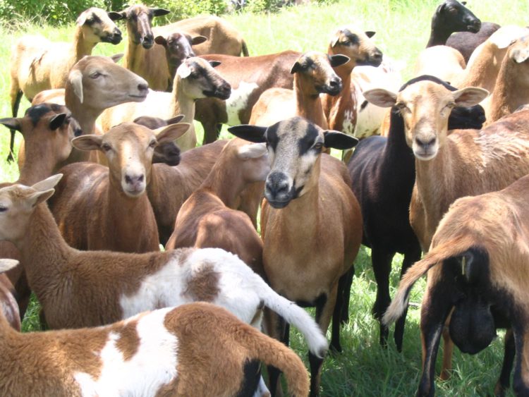 OVERALL LIVESTOCK PRODUCTION INCREASES BY 66 PERCENT; MINISTRY OF AGRICULTURE & FARMERS HIGHLY PRAISED
