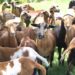 OVERALL LIVESTOCK PRODUCTION INCREASES BY 66 PERCENT; MINISTRY OF AGRICULTURE & FARMERS HIGHLY PRAISED