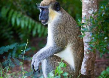 DOGS TO BENEFIT FROM SALE OF MONKEY MEAT, SAYS DEPARTMENT OF AGRICULTURE