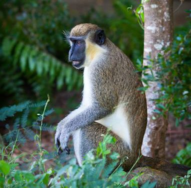 DOGS TO BENEFIT FROM SALE OF MONKEY MEAT, SAYS DEPARTMENT OF AGRICULTURE