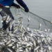 FISHERFOLK AND FARMERS TO BE ALLOWED TO ENGAGE IN THEIR TRADE DURING LIMITED OPERATION DAYS