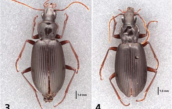 NEW SPECIES OF BEETLES DISCOVERED IN ST. KITTS AND NEVIS
