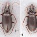 NEW SPECIES OF BEETLES DISCOVERED IN ST. KITTS AND NEVIS